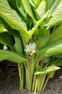 Turmeric Flower