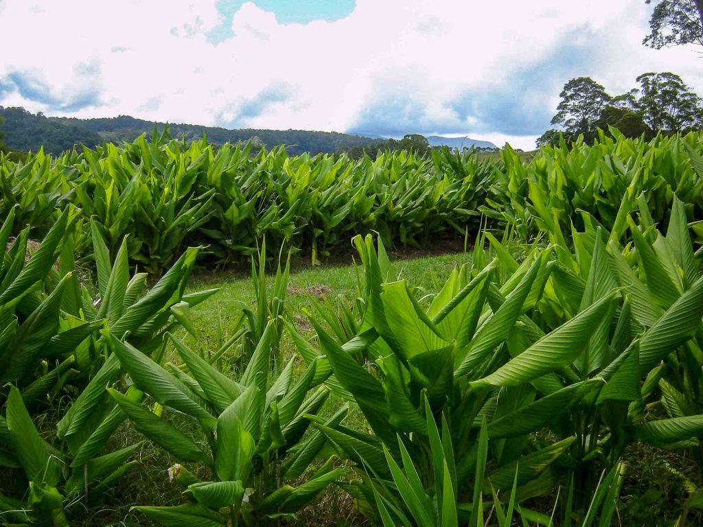 Turmeric Leaves Three Springs Farm