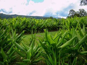 Turmeric Leaves