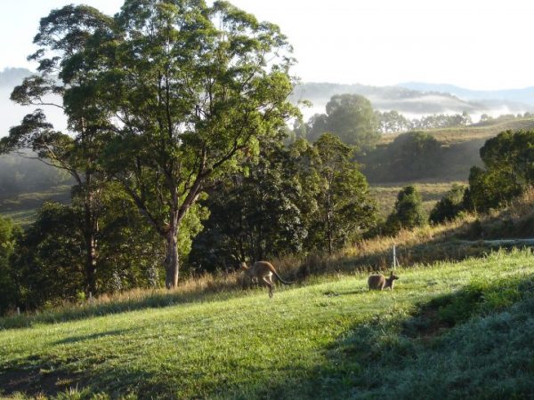 Wallabies