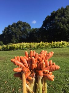 Whole Turmeric Rhizome