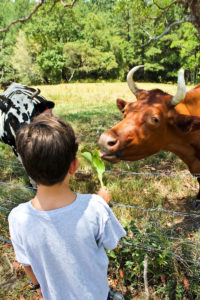 Toby Feeding Cattle at Three Springs Farm