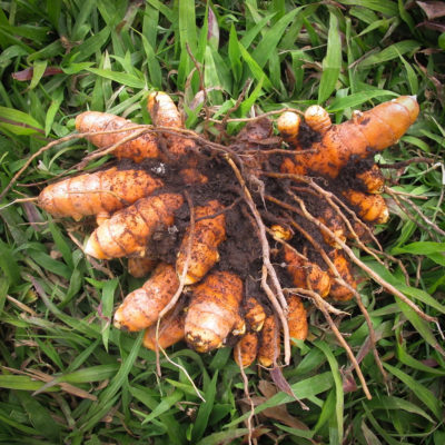 Fresh Turmeric