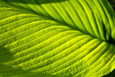 Close-up of Turmeric Leaves in Morning