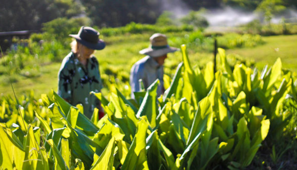 Workers at Turmeric Farm